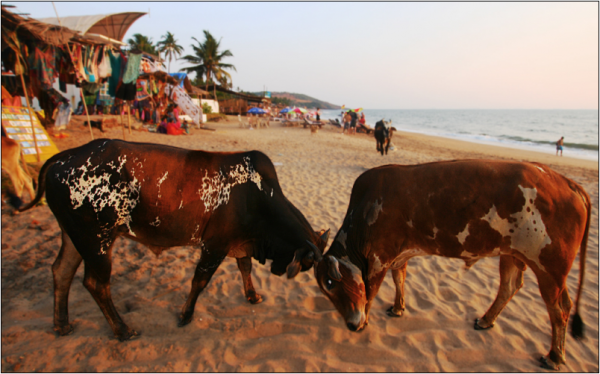 Туры в Анджуна