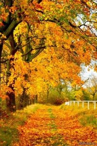 Внимание! "Осенний ценопад"