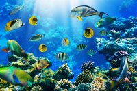 7 ЛУЧШИХ МЕСТ ДЛЯ ДАЙВИНГА В ЕГИПТЕ