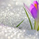 Международный женский день… Масленица…